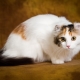 American curl cats: features, rules for feeding and keeping