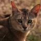 Chausie cats: description and features of the content