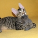 Sphynx cats with hair: do they exist, what are they called, and why does this happen?