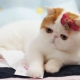 Snoopy cats: what breed it is and the reasons for their popularity
