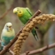 Beautiful and original names for boy budgies