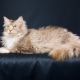 Laperm: description of cats, their nature and features of the content
