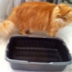 Trays with high sides for cats