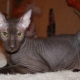 Hairless cats: characteristics, types, rules of care