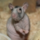 Bald rats: breed characterization and grooming tips