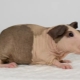 Hairless guinea pigs: features, breeds and contents