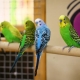 Small parrots: species, how many live and how to care?