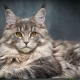 Metis Maine Coon: features, varieties and recommendations for content
