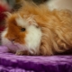 Alpaca guinea pigs: description and subtleties of care