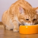 Is it possible to feed a cat dry and wet food at the same time?