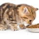 Is it possible to feed a kitten only with dry food or only wet?