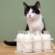 Can cats get milk and what are the restrictions?