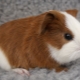 Is it possible to bathe guinea pigs and how to do it right?
