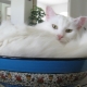 Review of white cats breed Turkish Angora