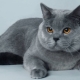 Description of blue British cats and the intricacies of their content