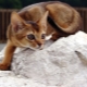 Description of the nature and habits of Abyssinian cats