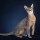 Description and content of blue Abyssinian cats