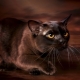 Description and content of chocolate burmese cats