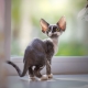 Description and maintenance of Devon Rex cats