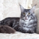 Description and content of Maine Coons