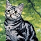 Description of the breeds of American cats and their contents