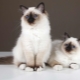 Description of the breed and nature of Burmese cats