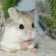 Original and beautiful names for girls hamsters