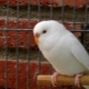 Features of white budgies
