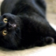 Features, nature and content of British black cats