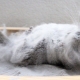 Features of bathing chinchillas