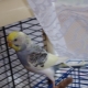 Features of molting in budgies