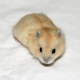 Features of reproduction of Dzungarian hamsters