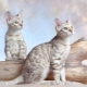 Features of Snow Bengal Cats