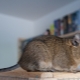 Features of the content of degu at home