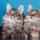 Maine Coon Haircut Features