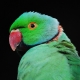 Necklace parrots: species, keeping and breeding