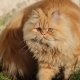 Persian cat: description, nature, types and recommendations for care