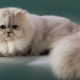 Persian chinchilla: breed description and character of cats