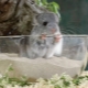 Sand for swimming chinchillas: how to choose and use?