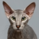 Peterbald: description of the breed of cats, nature and content