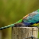 Song parrots: description, rules of keeping and breeding