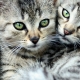 Tabby cats: features, breeds, selection and care