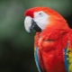 Macaw parrot: species, keeping and breeding rules
