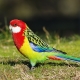 Rosella parrot: description, types, rules of keeping