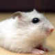 Popular home and unusual breeds of hamsters