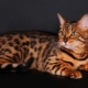 Breeds of cats and cats of tiger color and their content