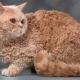 Breeds of curly cats and their conditions