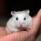 Breeds of small hamsters and features of care for them