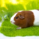 Guinea pig breeds