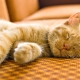 Duration and features of sleep in a cat
